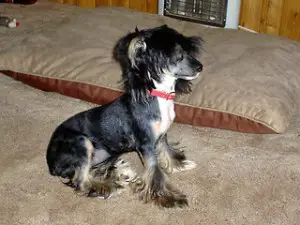 Black haired chinese crested