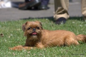 Brussels Griffon has a wiry coat