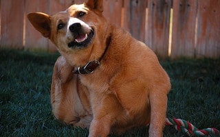 Can you flea and worm a dog at the same time