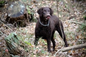 Curly coated retrievers have curls