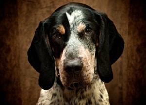 Dog breeds that start with blue