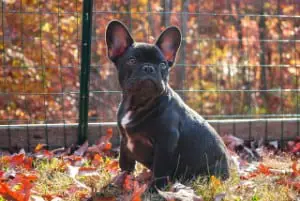 Frenchie round ears