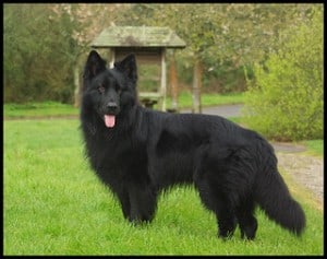 German Shepherds have long black hair