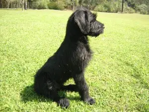 Giant Schnauzers have long black hair