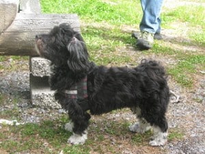 Havanese have floppy ears