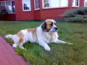 Large Russian Dog breeds