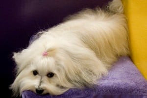 Maltese dogs have curly tails