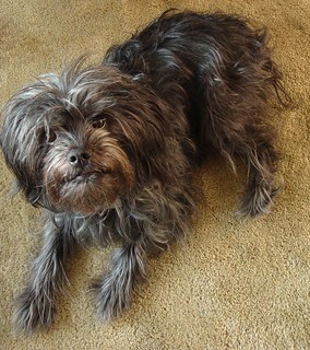 Molly the affenpinscher