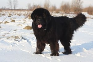 A jet black Newfoundland in the snow
