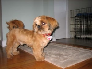 Shih Tzu has curl tail floppy ears