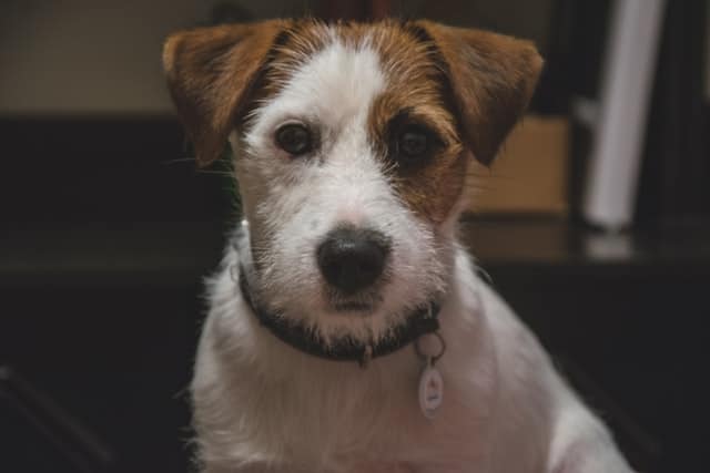 Wire haired Jack Russell Terrier