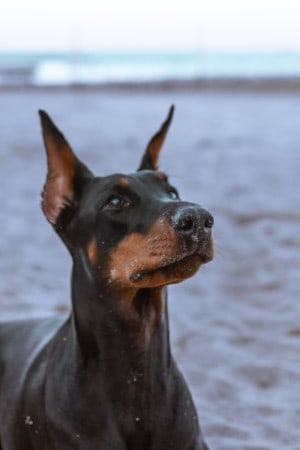 all black dobermanns are rare