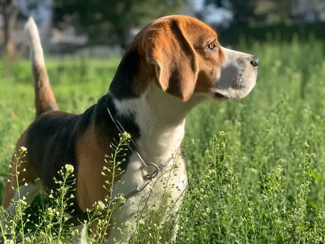 A beagle standing in a field looking very alert