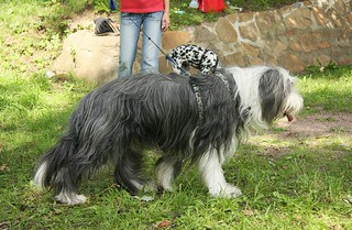 bearded collie white tail
