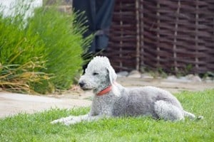 bedlington terriers have tiny curls on their coat