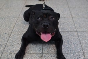 black Staffie
