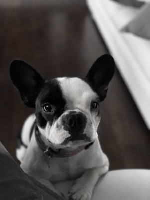 black and white Frenchie