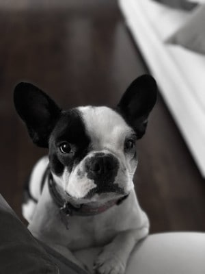 14 Black And White Dog Breeds With Short Hair | Quality Dog Resources