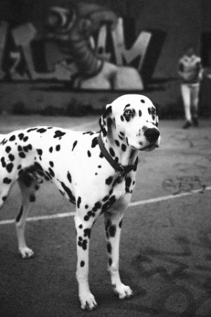 black and white dogs with short hair