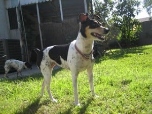 black and white rat terrier