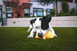 black and white short haired dog breeds