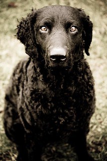 black curly coated retriever