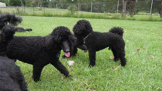 black curly miniature poodle