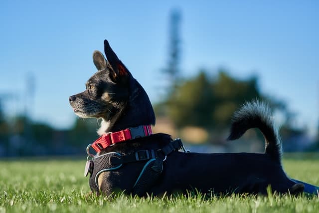black dogs with curly tail