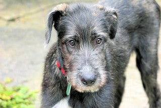 black irish wolfhound