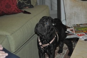 black shar pei