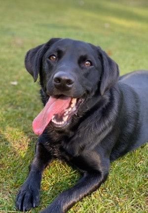 black short haired labrador