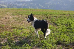 What dogs have a white tip on their tail?