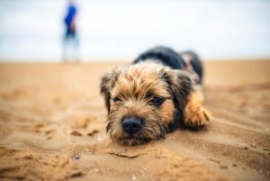 border terriers have wire coats