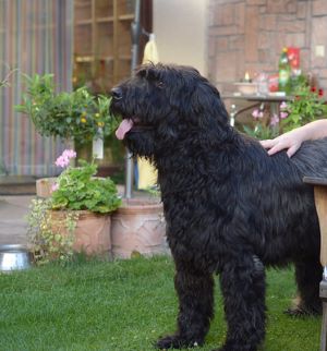 briard big black fluffy