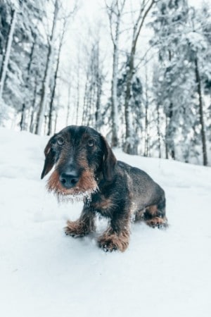 dachshunds have three coat varieties