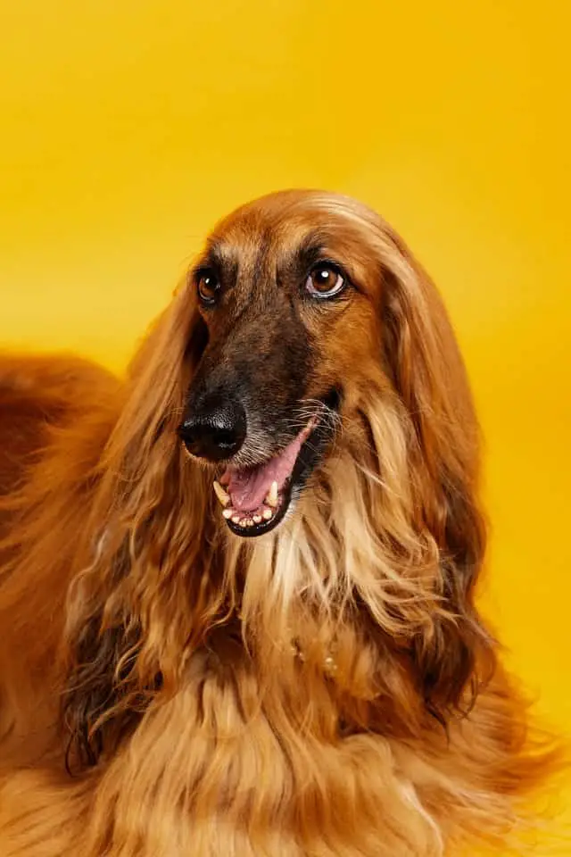 dog breeds with silky coats