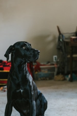 great danes have short hair