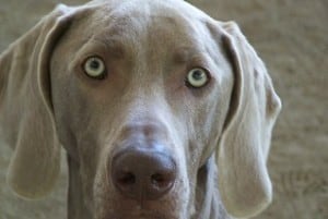 grey dogs with blue eyes