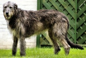 irish wolfhounds have a wiry coat