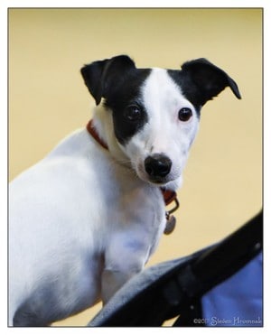 jack russell black and white