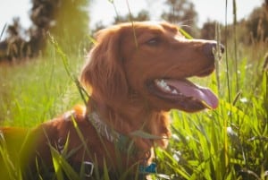 large red coated dog breeds