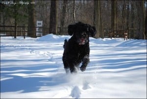 portugese waer dogs have curly hair