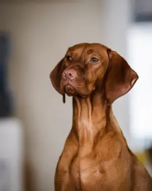 red dog breeds with short hair