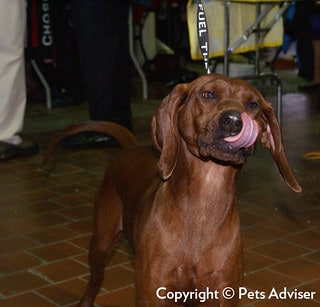 6 Red Dog Breeds With Short Hair | Quality Dog Resources