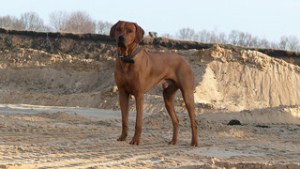 rhodesian ridgeback