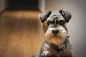 small breeds with wire hair