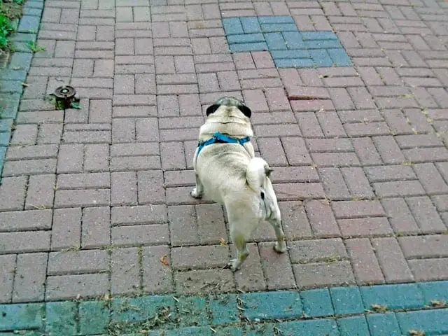 small dogs with curly tails