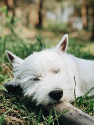 small white long haired dog