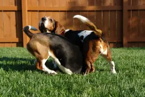Two Basset Hounds with white tipped tails playing in a garden