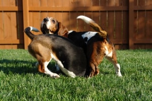 Two Basset Hounds with white tipped tails playing in a garden